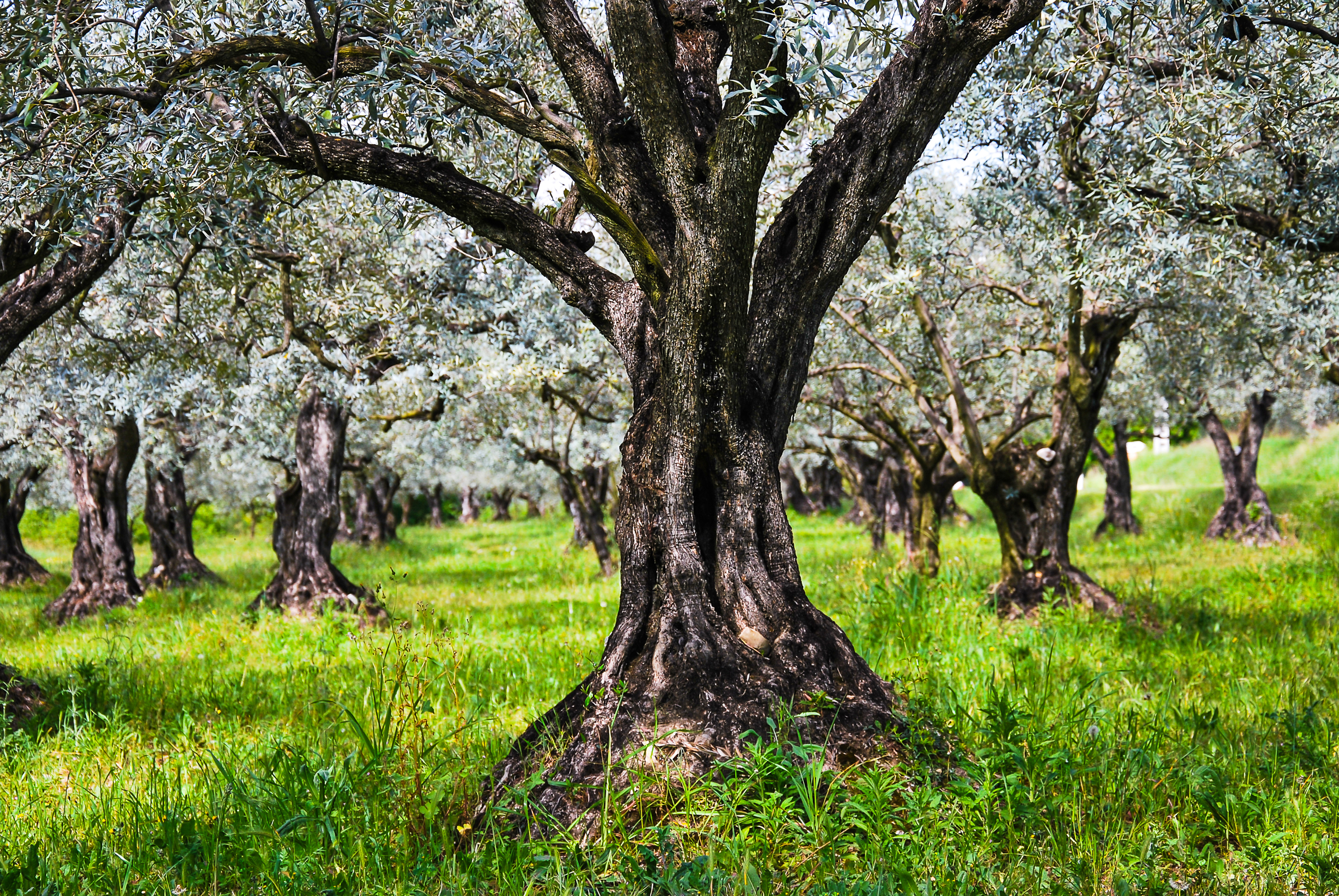 Old Olive Tree